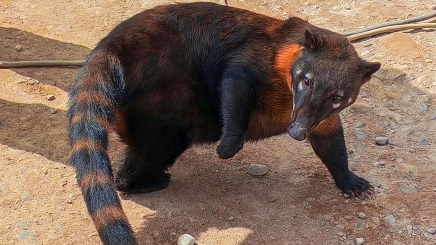 Tacna: coatí que había sido comprado como mascota fue rescatado y trasladado a refugio en Madre de Dios