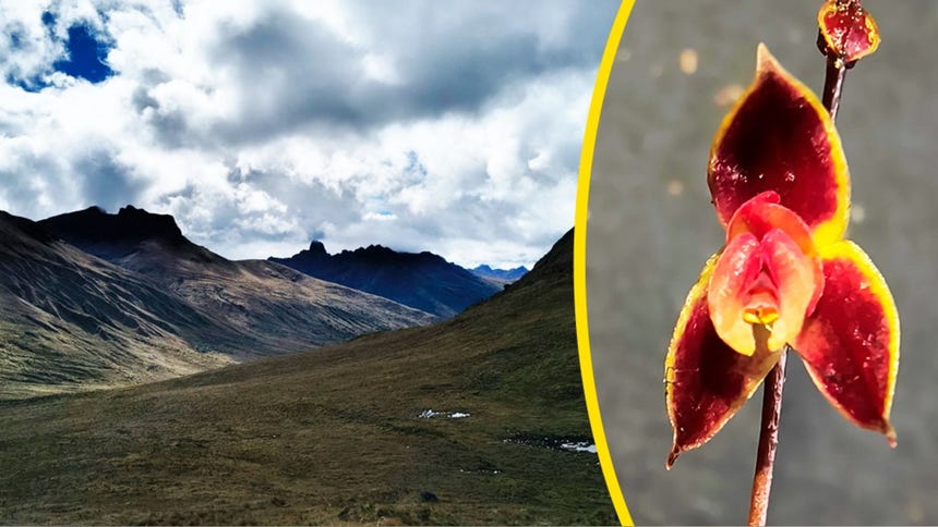 Descubren nueva especie de orquídea en los bosques nublados del norte del Perú [FOTOS]