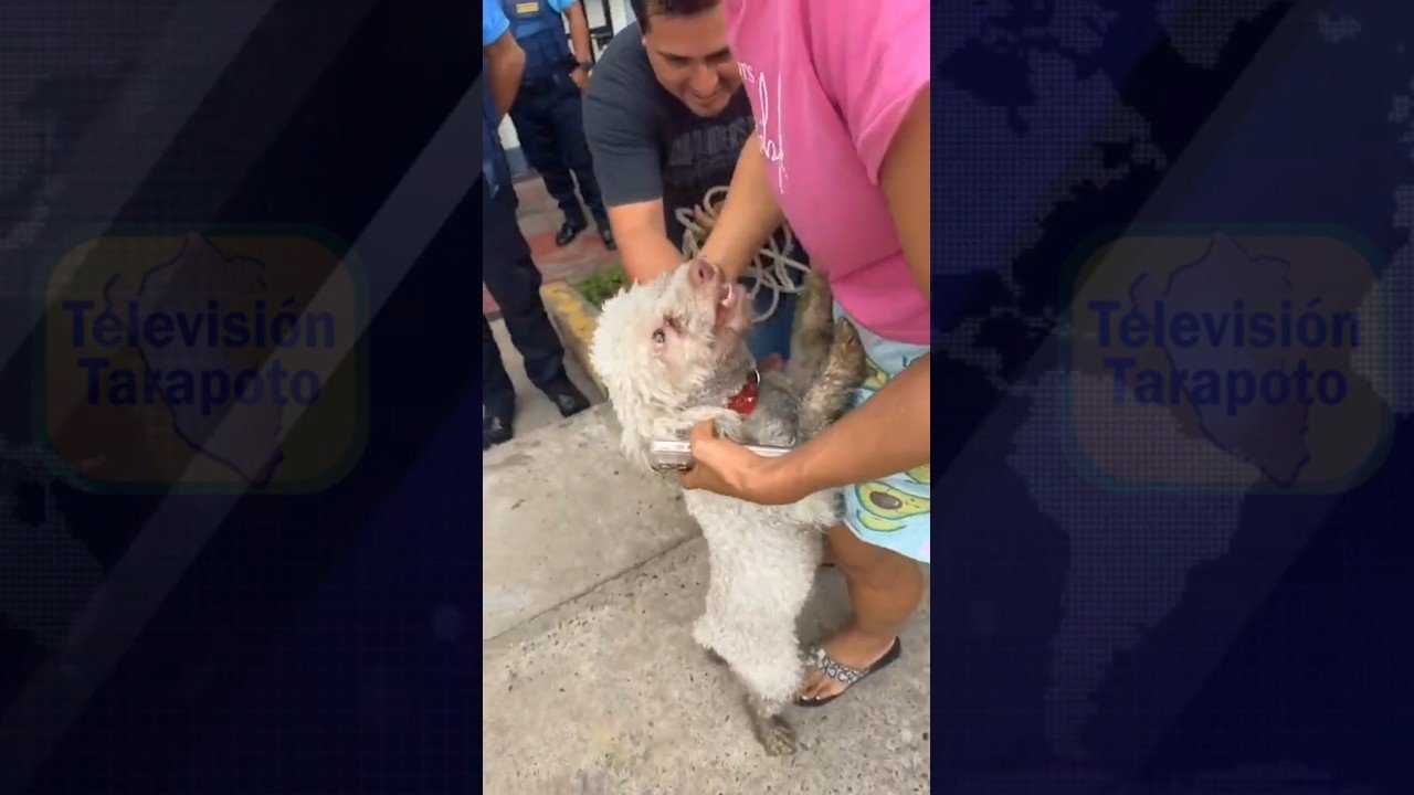 Tarapoto: Serenazgo rescata a mascota atrapada en zanja y logra reencontrarla con sus dueños - Televisión Tarapoto