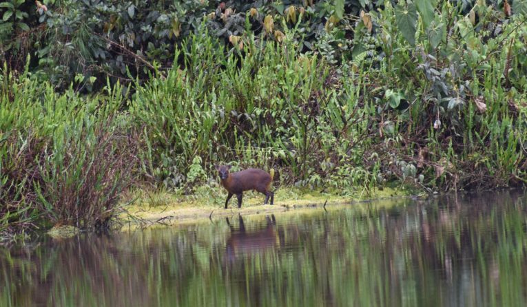 La Primera Especie Viviente De Venado Enano O Sacha Cabra Descrita En 